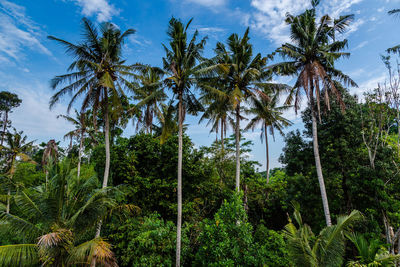 Low angle view of trees in forest against sky