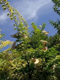 Low angle view of tree against sky