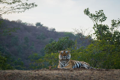Cat looking away against trees