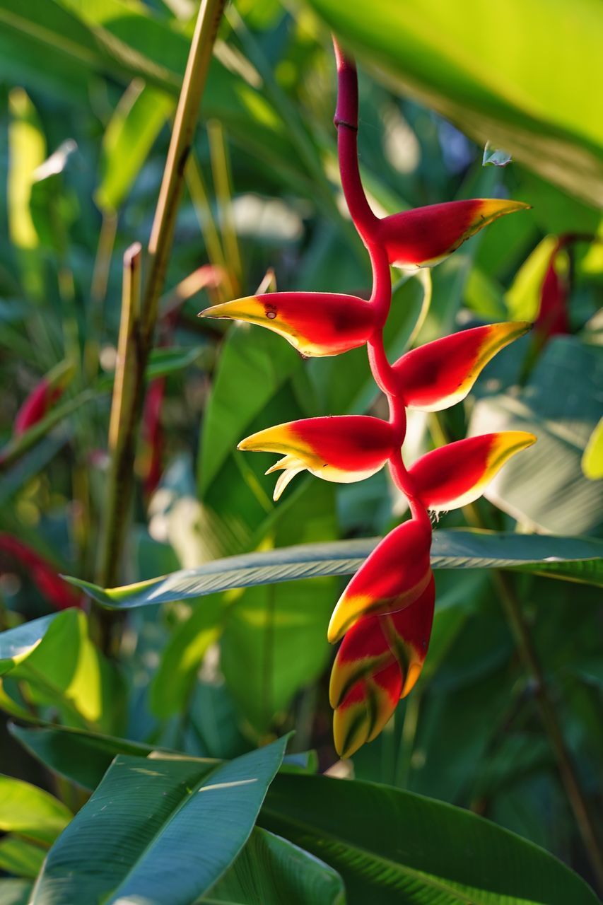 CLOSE-UP OF RED FLOWERING PLANTS