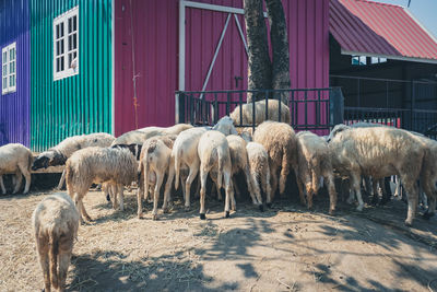 Horses in a farm