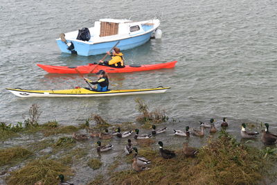 High angle view of people kayaking in sea by ducks on shore