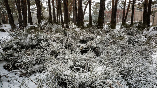 Plants growing on snow covered land