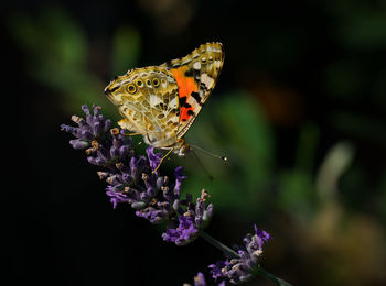 Close-up of butterfly pollinating on purple flower