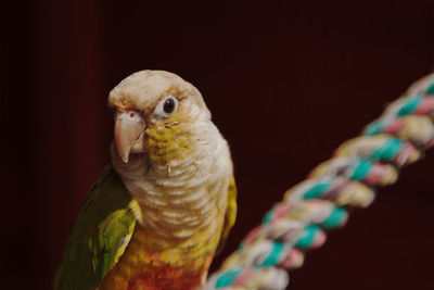 Close-up of parrot perching against black background