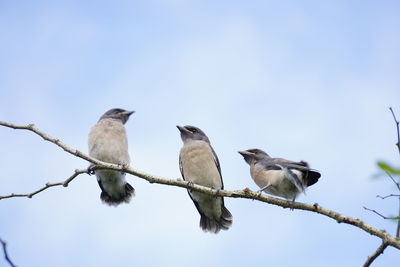 Low angle view of birds perching on branch against sky