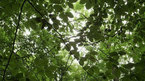 Low angle view of trees