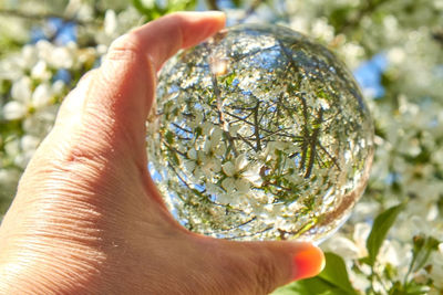 Close-up of hand holding plant