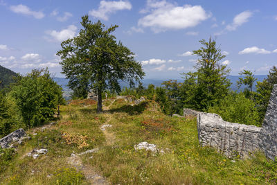 Trees on field against sky