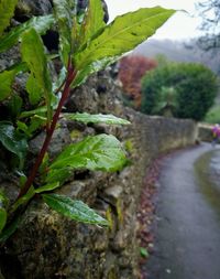 Close-up of fresh green leaf in water