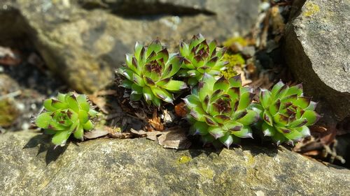 High angle view of succulent plant on rock