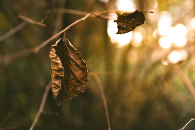 Close-up of dry leaf against blurred background