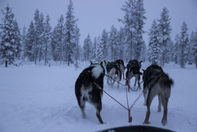 Dogs on snow covered land