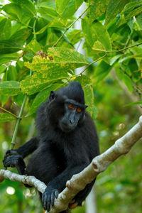 Monkey sitting on tree