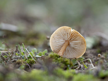 Close-up of mushroom growing on field