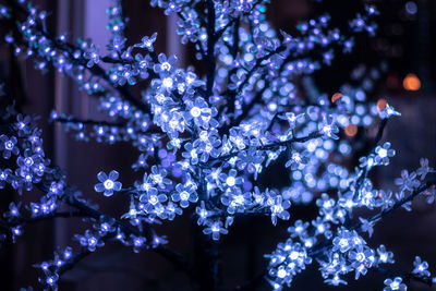 Low angle view of christmas tree