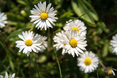 Close-up of white flowers blooming outdoors