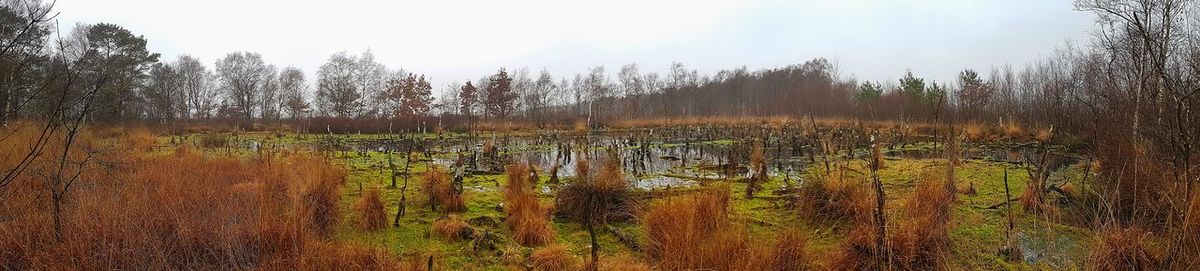 Plants growing on land against sky