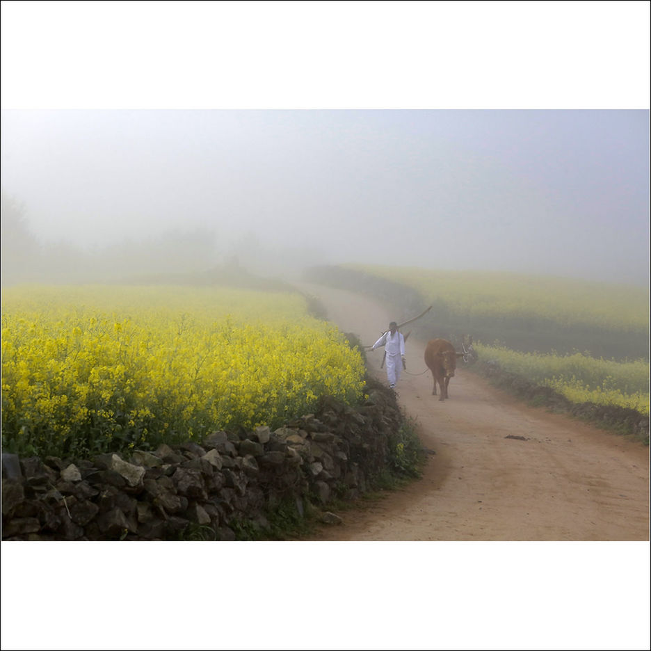 VIEW OF AGRICULTURAL FIELD