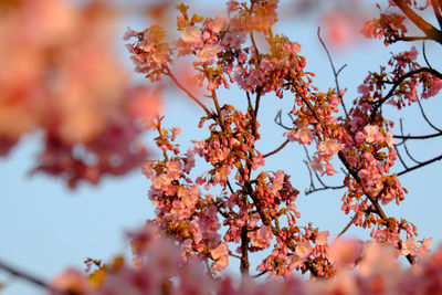 Low angle view of flowers growing on tree