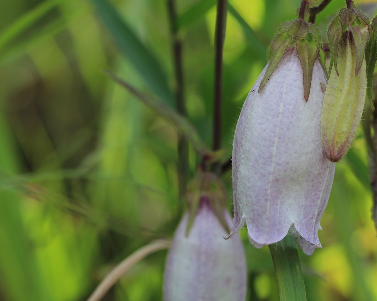 CLOSE-UP OF FRESH PURPLE FLOWER BUDS