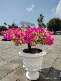 Close-up of pink flowering plants on footpath