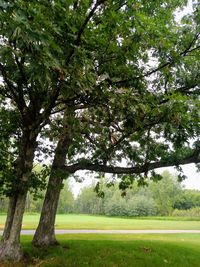 Trees on landscape