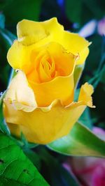 Close-up of yellow rose