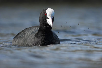 Close-up of duck swimming in lake