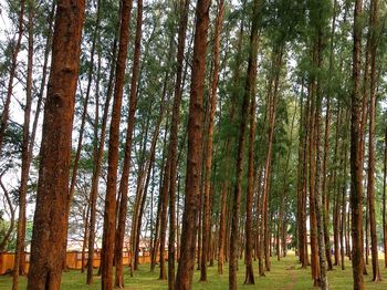 Trees in forest