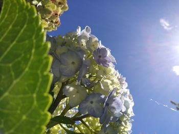 Close-up of fresh flower tree against sky