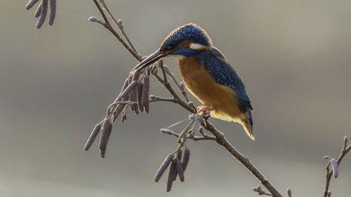 Kingfisher on a branch