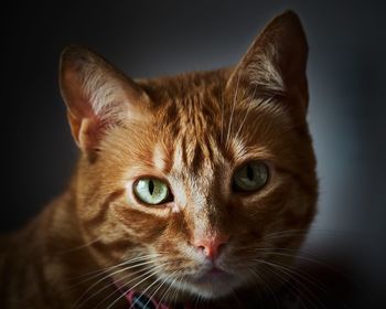 Close-up portrait of cat