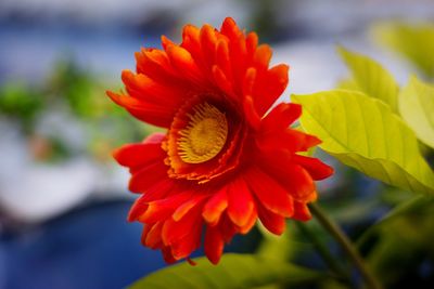 Close-up of red flower