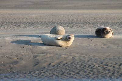 High angle view of birds on beach