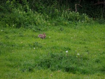 View of bird on field