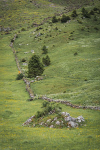 High angle view of sheep on grassy field
