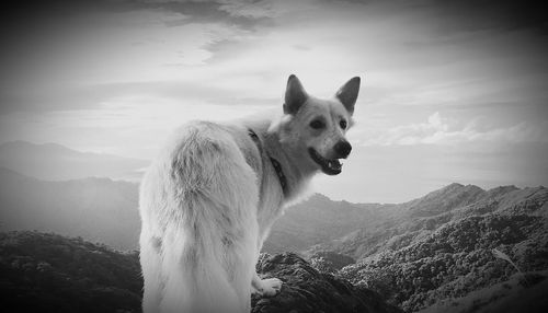 Horse standing on mountain against sky