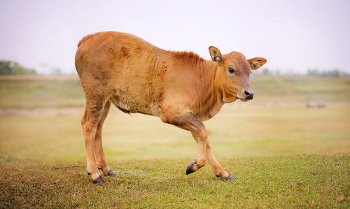 Cow standing in a field