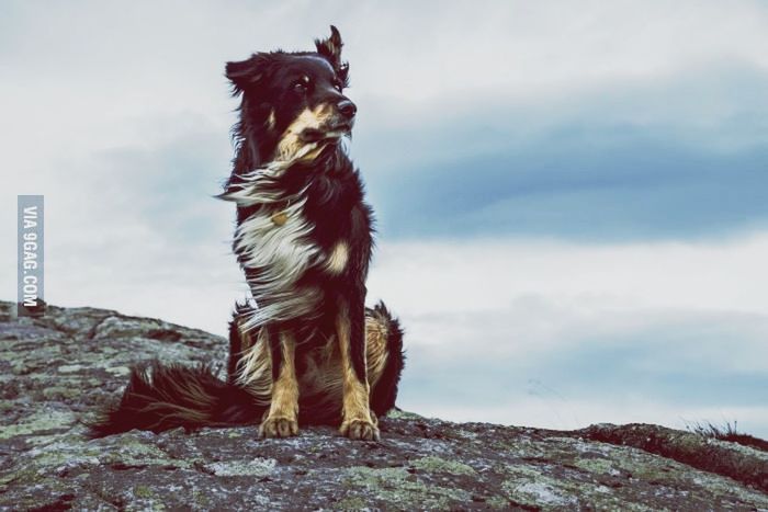 animal themes, one animal, sky, mammal, cloud - sky, domestic animals, full length, standing, low angle view, cloudy, cloud, pets, nature, dog, sitting, rock - object, day, outdoors, looking at camera, portrait