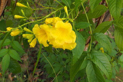 Close-up of yellow flowers blooming outdoors