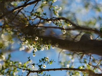 Low angle view of cherry blossom tree