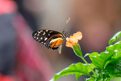 Close-up of butterfly pollinating on flower