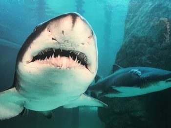 Close-up of fish swimming in sea