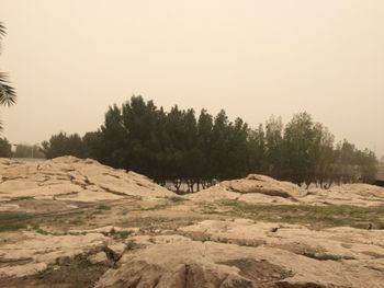 Scenic view of trees on field against clear sky