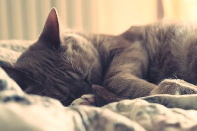 Close-up of cat sleeping on bed