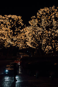 Silhouette trees against illuminated sky at night