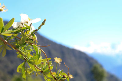 Close-up of fresh green plant against sky