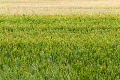 Full frame shot of corn field