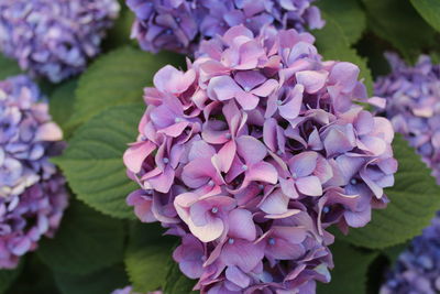 Close-up of purple hydrangea flowers